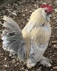 12+ PORCELAIN D’UCCLE FRESH HATCHING EGGS. Laying Now.