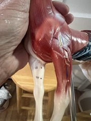 Horse Anatomical Teaching Model w/ Muscle Detail & Labeled Points on Wood Base