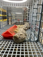 36 – Jumbo Pearl Fee – Coturnix Quail Hatching Eggs – Rare Color