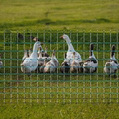 Portable Electric Netting Fence Kit Goats Fencing 35″H x 164’L with Posts Spikes