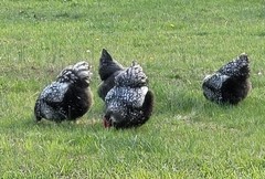 14 Pure English Orpington Hatching Eggs Mauve, SL,Mauve Laced, Choco, Huge Birds