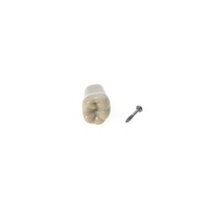 US Columbia Dentoform 860 Type Dental Typodont Model 32pcs Removable Teeth