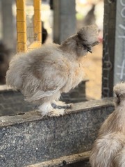 Silkie Hatching Eggs 7+ Calico Partridge Black Gray White Splash And Paint