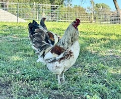 12+ Rainbow Chicken Hatching Assortment Ameraucana, Faverolles, Marans, EE / OE
