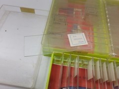 Vintage Paracraft Prepared Microscope Slides Sets 401 403 404 Sea Life Insect