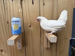 Kikiriki Chicken Hatching Eggs 12+ Micro Puerto Rican Hen Rooster Mini Dozen