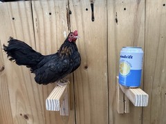 Kikiriki Chicken Hatching Eggs 12+ Micro Puerto Rican Hen Rooster Mini Dozen