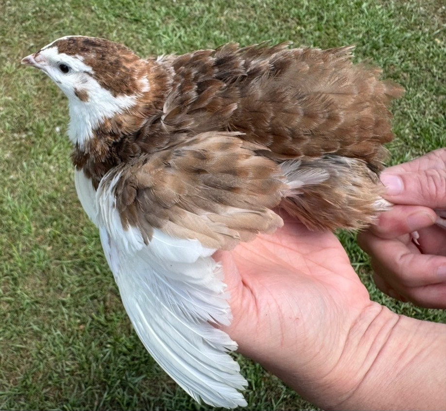 30+ RARE COLORS Coturnix Hatching Eggs NPIP AI Free