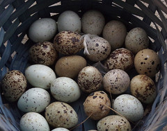 12+ Coturnix Quail Hatching Eggs, Fun Colors, NPIP, Free Shipping