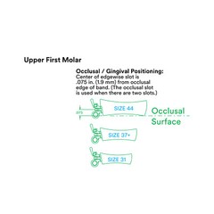 J&J Ortho™ Orthodontic #6 First Molar Band Quadrant (4/pk) Optional Size