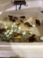 20+ Celadon Blue Quail Mix Jumbo Only Hatching Eggs, NPIP & PT Tested