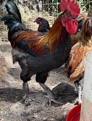 12+ Mix Chicken Hatching Eggs Ameraucans Orpingtons Wyandotte Maran Giant Cochin
