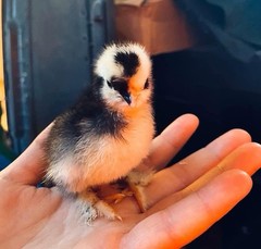 6 Silkie Calico Splash/Calico Paint Project Pen Hatching Eggs NPIP/AI