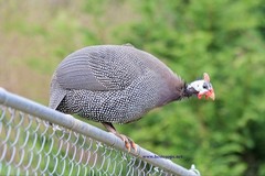 12+ Pearl Guinea Fowl Hatching Eggs