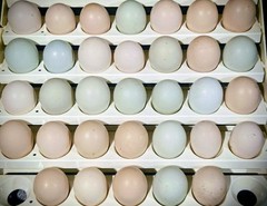 12+ Extremely Rare BLUE Real Indio Gigante Hatching Eggs RRA (((GUARANTEE)))