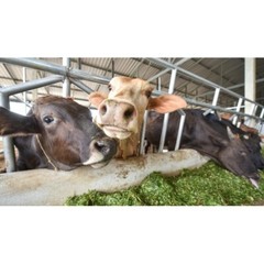 Engineered Ultra-Strength Silage Tarp 8 mil Black/White Plastic Sheeting