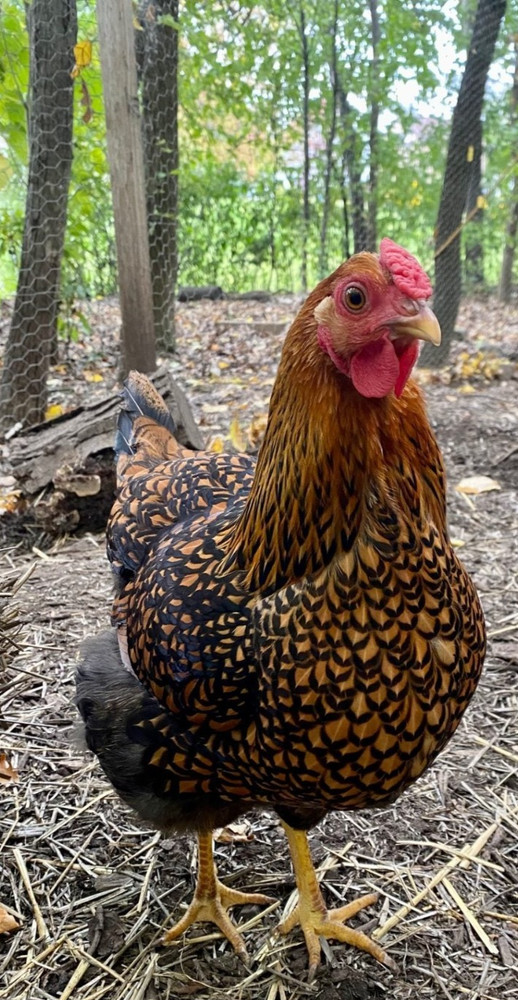5 PUREBRED SILVER & GOLD LACED WYANDOTTE Organic, Unwashed, Free Range EGGS.