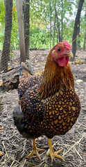5 PUREBRED SILVER & GOLD LACED WYANDOTTE Organic, Unwashed, Free Range EGGS.
