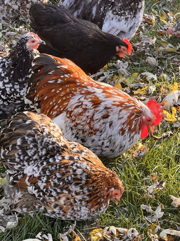 Bantam Cochin SMOOTH & FRIZZLE included 6 of each NPIP (12+ total) MIXED ORDER