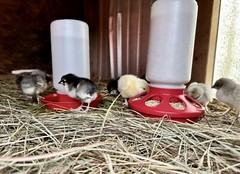 12+ Rainbow Chicken Hatching Assortment Ameraucana, Faverolles, Marans, EE / OE