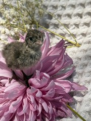 24 Grey Barred Bobwhite Quail Fertile Hatching Eggs