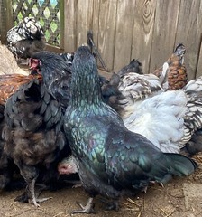 12 BYM Chicken Hatching Eggs Ameraucana Orpington Wyandotte Maran Cochin Brahma