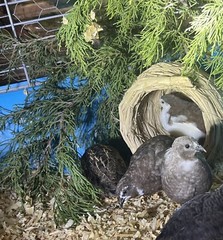 12 Exotic Rare Button Quail Hatching Eggs Colors extras included