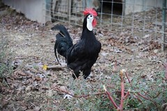 12 LF White Face Black Spanish Eggs Imported from Spain