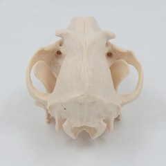 Simulation Dog Skull Teeth Pet Hospital Animal Husbandry Medical Teaching Model
