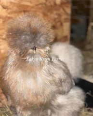 6 Silkie Calico Splash/Calico Paint Project Pen Hatching Eggs NPIP/AI