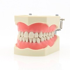 US Columbia 860 Type Dentoform Dental Typodont Model with 32Pcs Removable Teeth