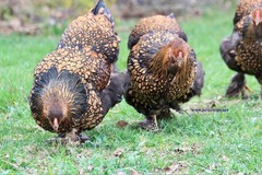 6+ Gold Laced Brahma Fertile Chicken Hatching Eggs Gentle Large Breed