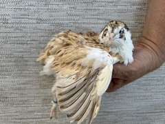 100 ++ Fertile Jumbo Multi Color Coturnix Quail Hatching Eggs