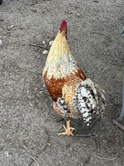 12+6 Fresh Fertile Hatching Eggs, Blue, Green, Mint, Olive, BYM +Cemani +
