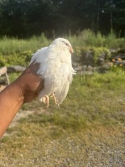 Texas A&M Jumbo White Quail Hatching Eggs