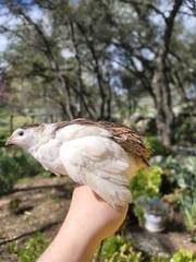 12 Fertile Coturnix Quail Hatching Eggs