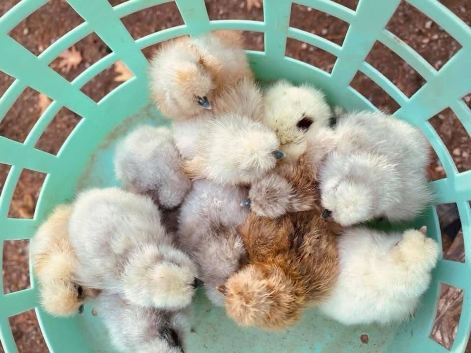 6 Silkie Calico Splash/Calico Paint Project Pen Hatching Eggs NPIP/AI