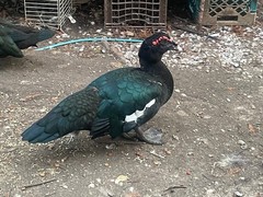 6 Fresh Muscovy duck eggs 3 Bronze 3 Black, for Hatching SHIPS 2 day FedEx