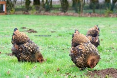 12+ Gold Laced Brahma Fertile Chicken Hatching Eggs Gentle Large Breed