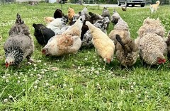 12+ Rainbow Chicken Hatching Assortment Ameraucana, Faverolles, Marans, EE / OE
