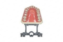 DENTAL TYPODONT MODEL 860 PREP TEETH MODEL FITS COLUMBIA BRAND REMOVABLE TEETH