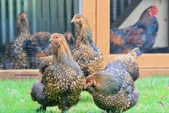 12+ Gold Laced Brahma Fertile Chicken Hatching Eggs Gentle Large Breed
