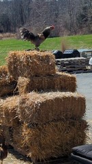 One Dozen (12) Barnyard Mix Fresh Fertile Hatching Eggs NON GMO Feed FREE RANGE