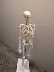 medical skeleton model 33in Wellden brand on stand