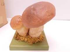 VTG SOMSO Steinpilz Mushroom Educational Model Germany Herrenpilz Stone w Box