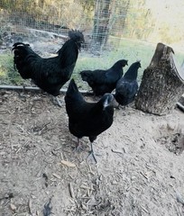 12+ Ayam Cemani Fertile Hatching Eggs Pure Breed All Black Chicken