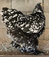 10+ Rare Breed Chicken Fertile Hatching Eggs Orpington, Cochin, Sweddish Flower