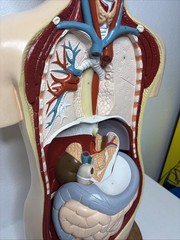 Denoyer-Geppert Body Torso Anatomical Model See Description