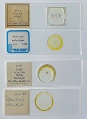 Embryology Microscope Slide Set 25 – aquatic, amphibian, chick, and mammal