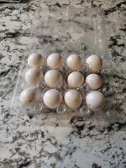 12 Hatching Snowflake Bobwhite Quail eggs